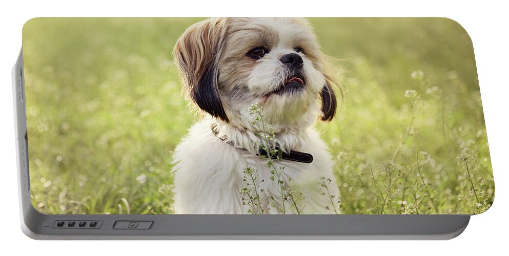 Dog Portable Battery Charger featuring the photograph Sute small dog by Jelena Jovanovic