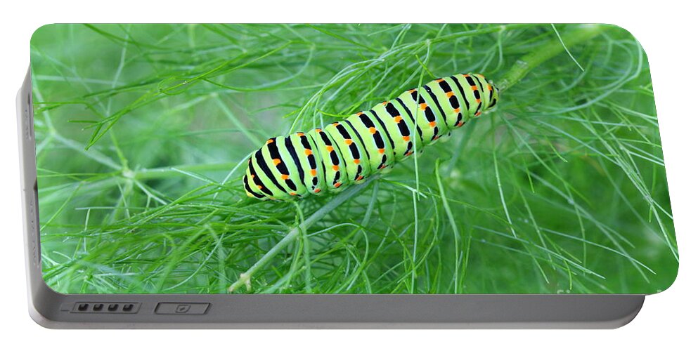 Insect Portable Battery Charger featuring the photograph Swallowtail Caterpillar by Amanda Mohler
