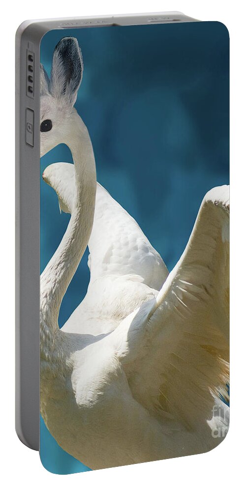 Swan Portable Battery Charger featuring the photograph Swan Bunny by Juli Scalzi