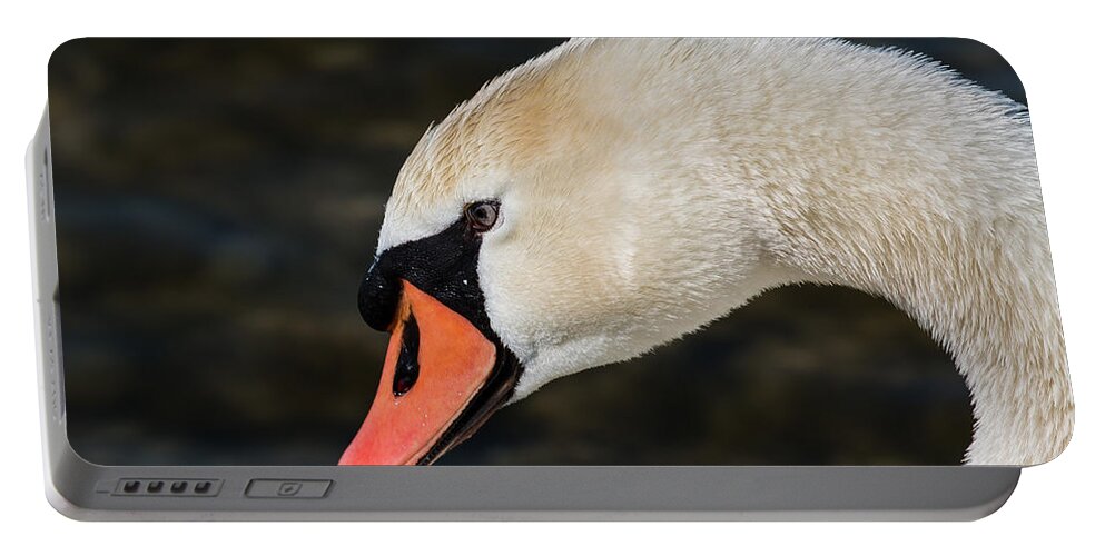 Swan Portable Battery Charger featuring the photograph Swan portrait by Claudio Maioli