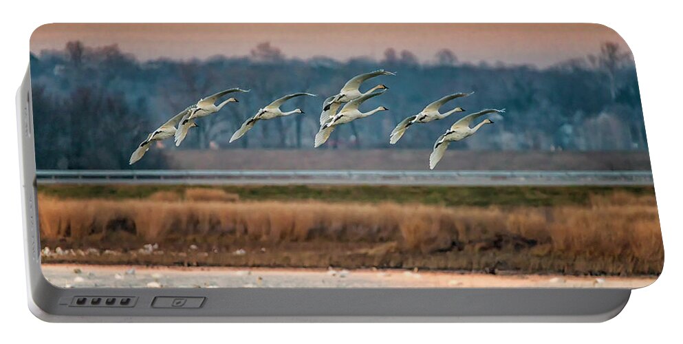 Trumpeter Swans Portable Battery Charger featuring the photograph Swans Returning to the Roost at Riverlands 7R2_DSC3940_12202017 by Greg Kluempers