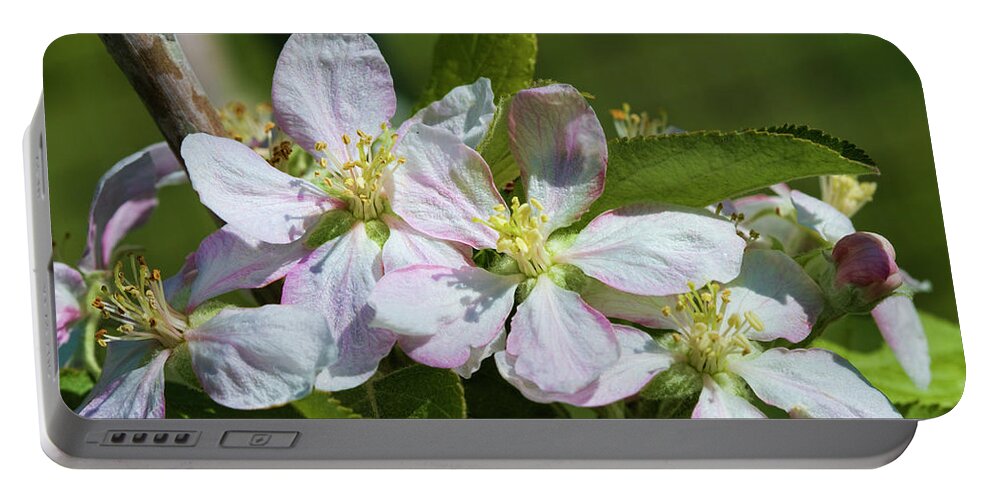 Gala Portable Battery Charger featuring the photograph Sweet Apple Blossoms of Spring by Kathy Clark