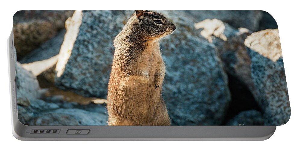 Curious Portable Battery Charger featuring the photograph Sweet Curious California Ground Squirrel Standing Upright, Anima by Amanda Mohler