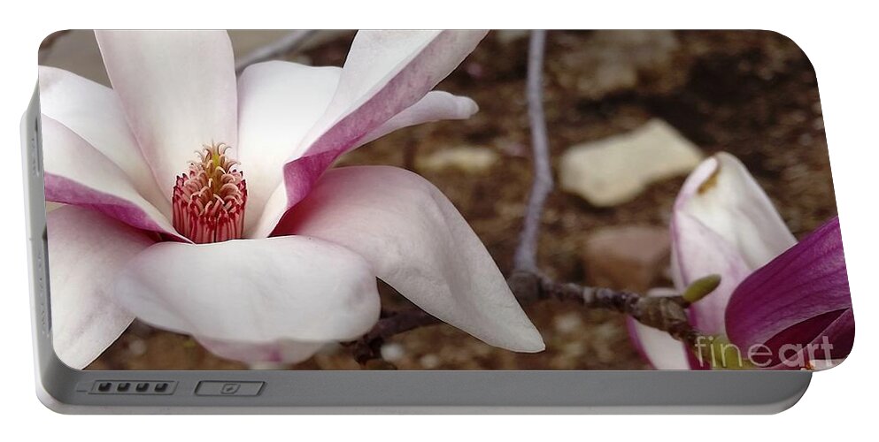 Flower Portable Battery Charger featuring the photograph Sweet Pink Magnolia by Caryl J Bohn
