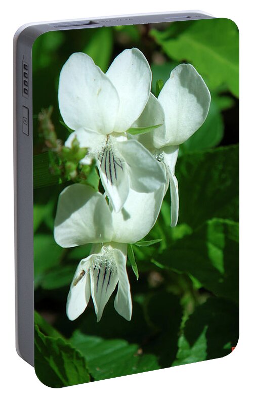 Violet Family Portable Battery Charger featuring the photograph Sweet White Violets DSPF0405 by Gerry Gantt