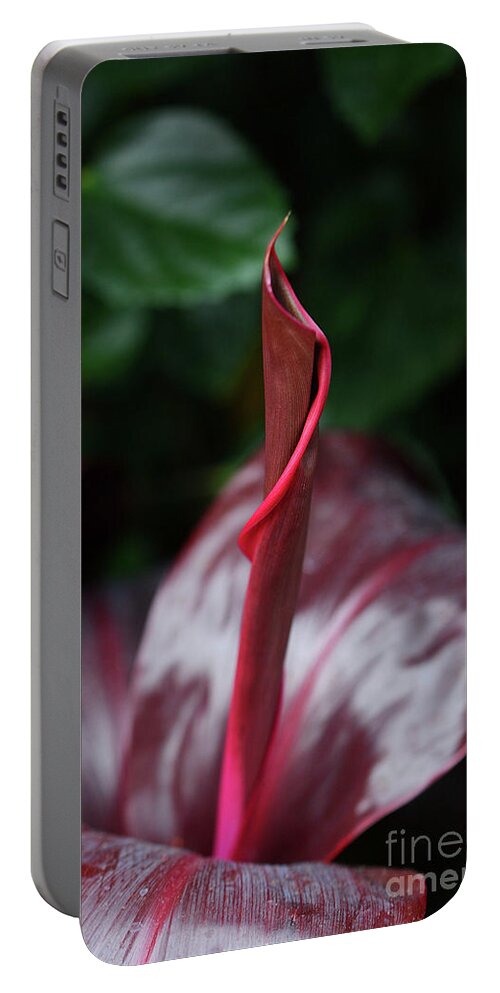 Nature Portable Battery Charger featuring the photograph Swirls by Cindy Manero