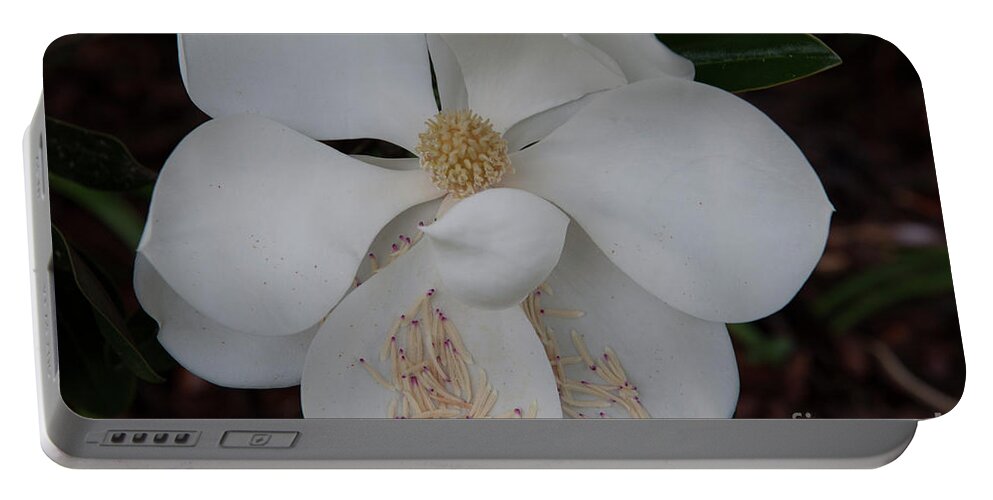 Magnolia Portable Battery Charger featuring the photograph Symbol of the South by Dale Powell