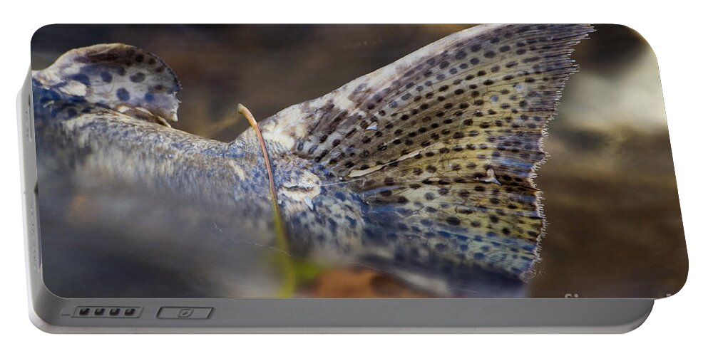 Salmon Portable Battery Charger featuring the photograph Tail Of A Dead Chinook Salmon by Ted Kinsman