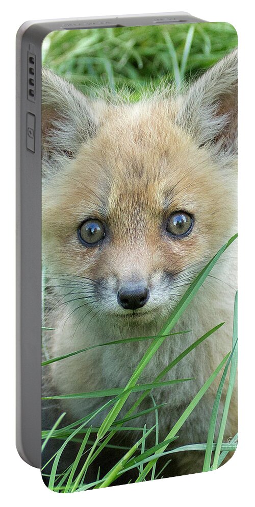 Fox Portable Battery Charger featuring the photograph Take me home by Everet Regal