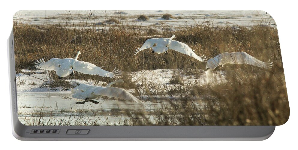 Trumpeter Swans Portable Battery Charger featuring the photograph Take Off by Holly Ross