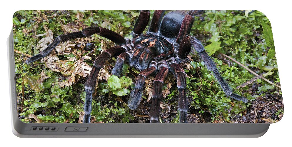 Fn Portable Battery Charger featuring the photograph Tarantula Pamphobeteus Sp Male, Mindo by James Christensen