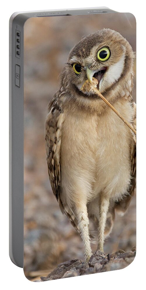 Owl Portable Battery Charger featuring the photograph Taste the Flowers by Sue Cullumber