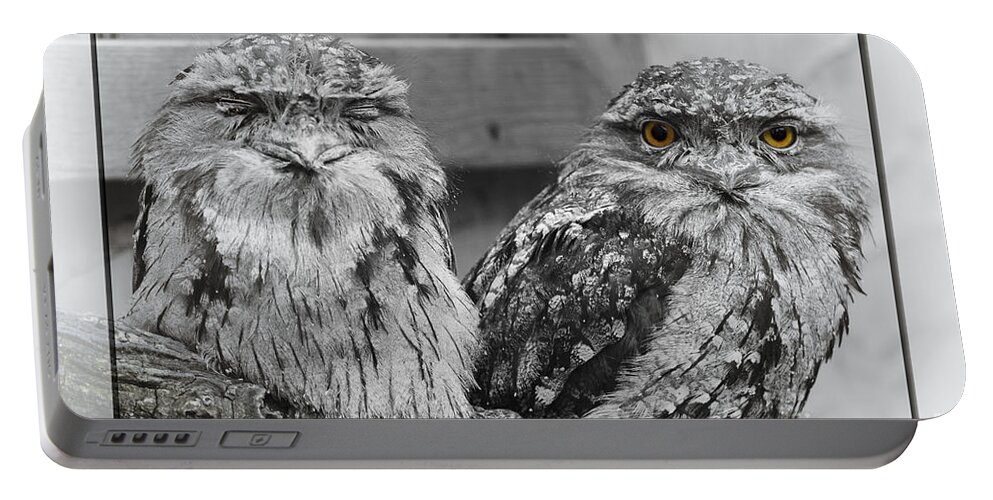 Two Portable Battery Charger featuring the photograph Tawney Frogmouths by Chris Armytage