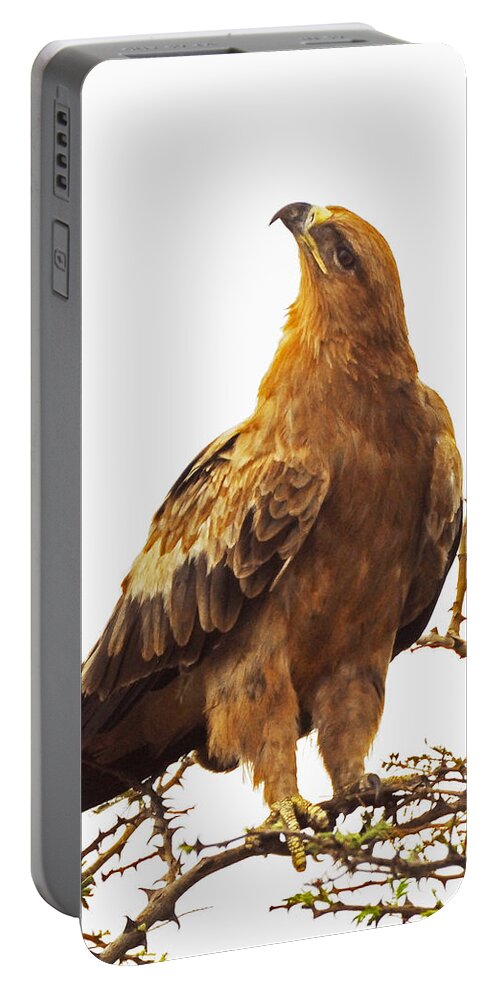 Birds Portable Battery Charger featuring the photograph Tawny Eagle by Patrick Kain