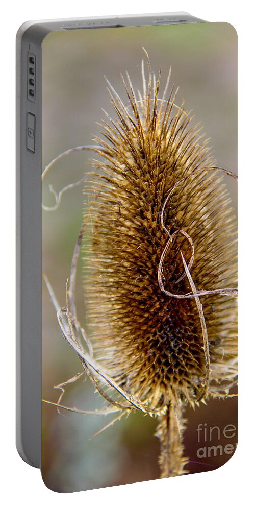 Teasel Portable Battery Charger featuring the photograph Teasel by SnapHound Photography