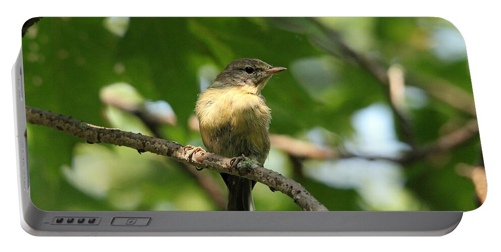 Tennessee Warbler Portable Battery Charger featuring the photograph Tennessee Warbler by Debbie Oppermann