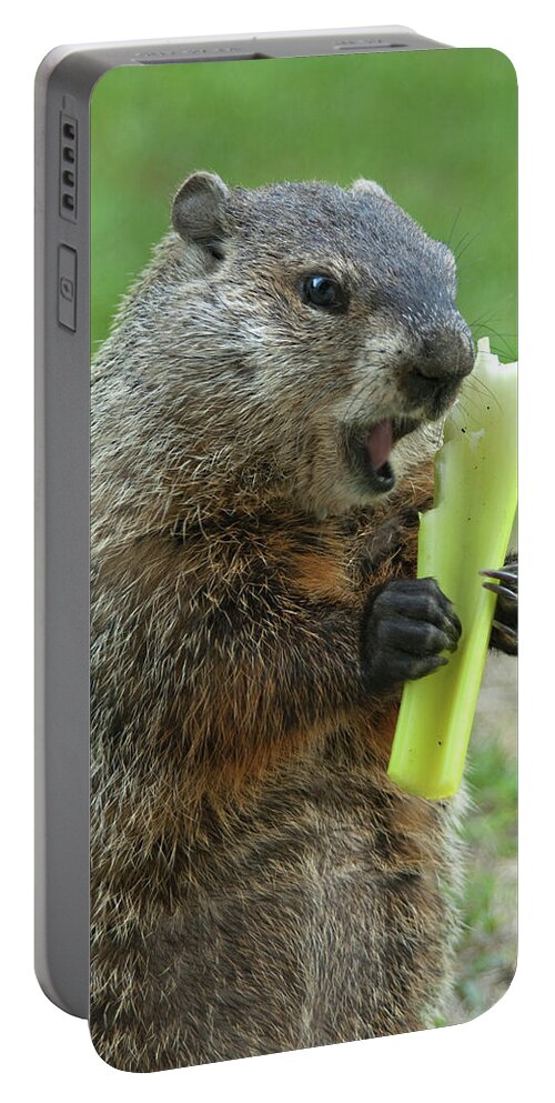 Ground Hog Eating Portable Battery Charger featuring the photograph Thanks You for growing a garden by Paul W Faust - Impressions of Light