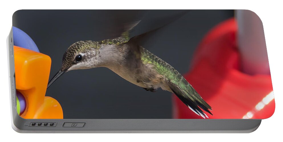 Hummingbird Portable Battery Charger featuring the photograph Not the Right Note by Holden The Moment