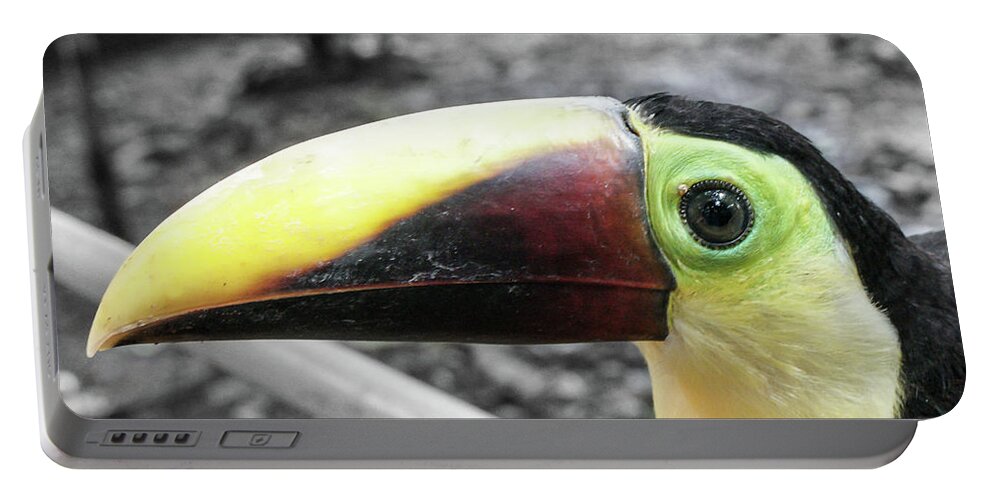 Pteroglossus Inscriptus Portable Battery Charger featuring the photograph The big toucan by Nick Mares