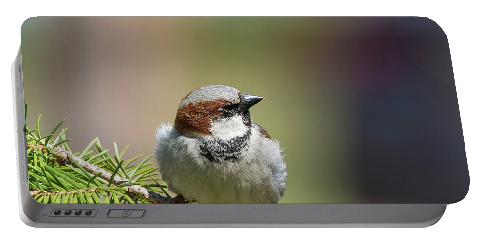 Bird Portable Battery Charger featuring the photograph The English Sparrow by Cathy Kovarik