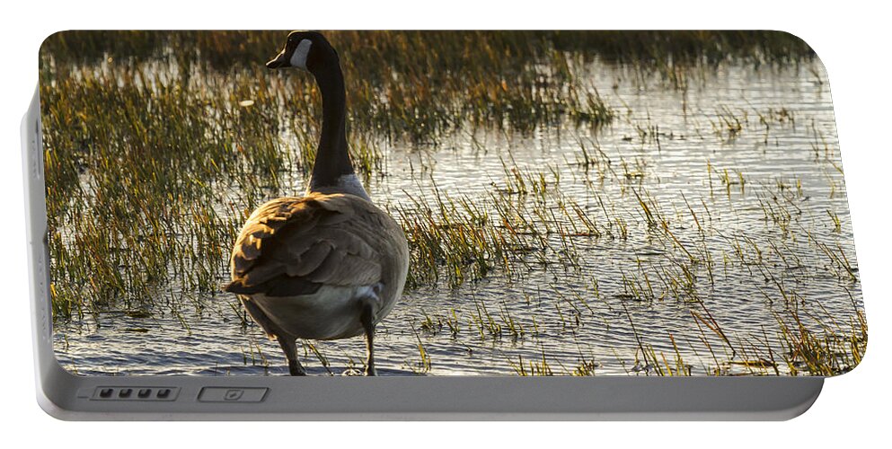 Goose Portable Battery Charger featuring the photograph The Golden Goose by Belinda Greb