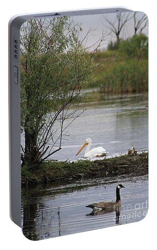 Goose Portable Battery Charger featuring the photograph The Goose and the Pelican by Alyce Taylor