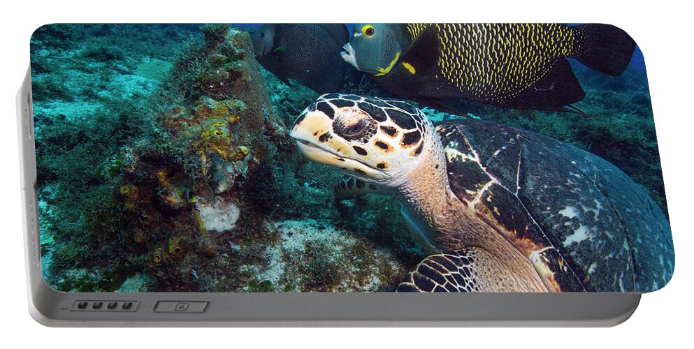 Green Turtle Portable Battery Charger featuring the photograph The Green Turtle and the Angelfish by Matt Swinden