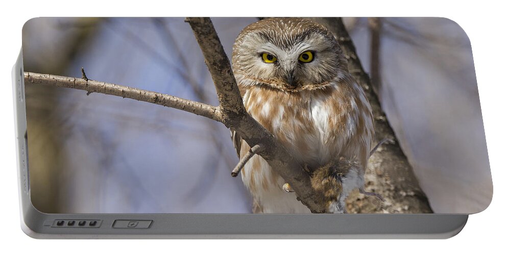 Northern Saw-whet Owl Portable Battery Charger featuring the photograph Northern Saw-whet Owl #2 by Mircea Costina Photography