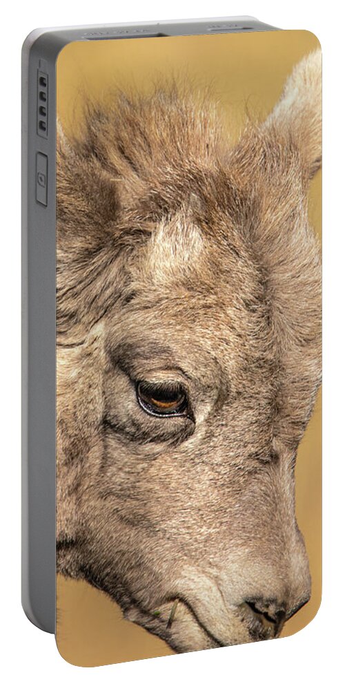 Lamb Portable Battery Charger featuring the photograph The Little Lamb by Yeates Photography