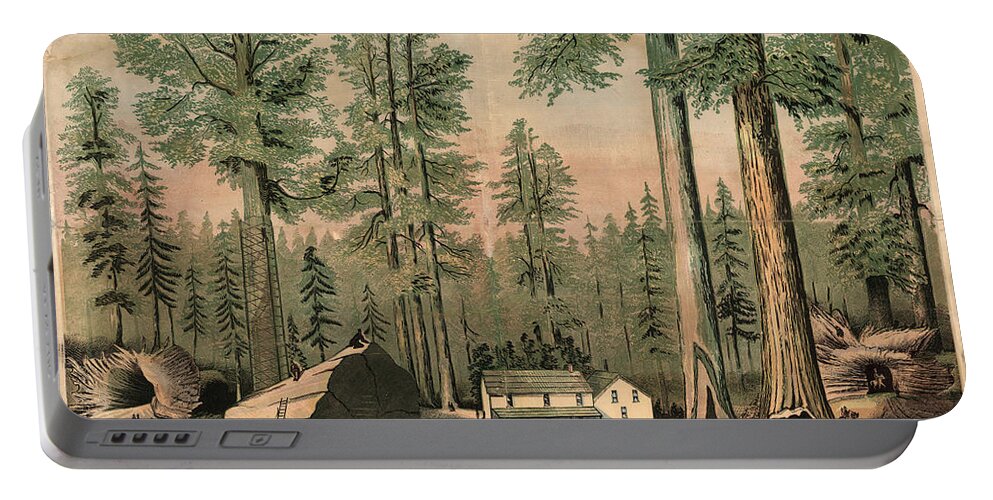 Mammoth Trees Of California Portable Battery Charger featuring the drawing The Mammoth Trees of California - Giant Sequoia - Historical Print for Nature Lover by Studio Grafiikka