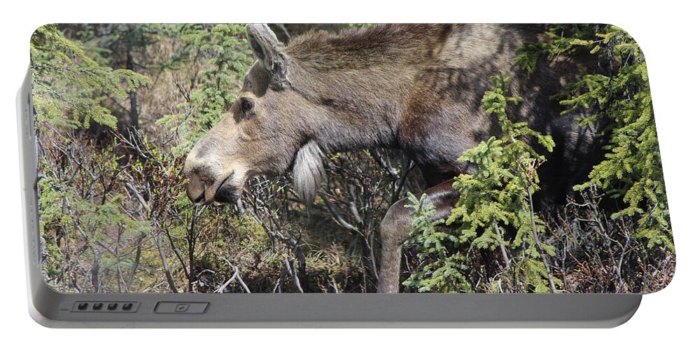 Moose Portable Battery Charger featuring the photograph The Moose by John Mathews