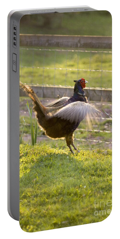Pheasant Portable Battery Charger featuring the photograph The Need Of Flying by Ang El