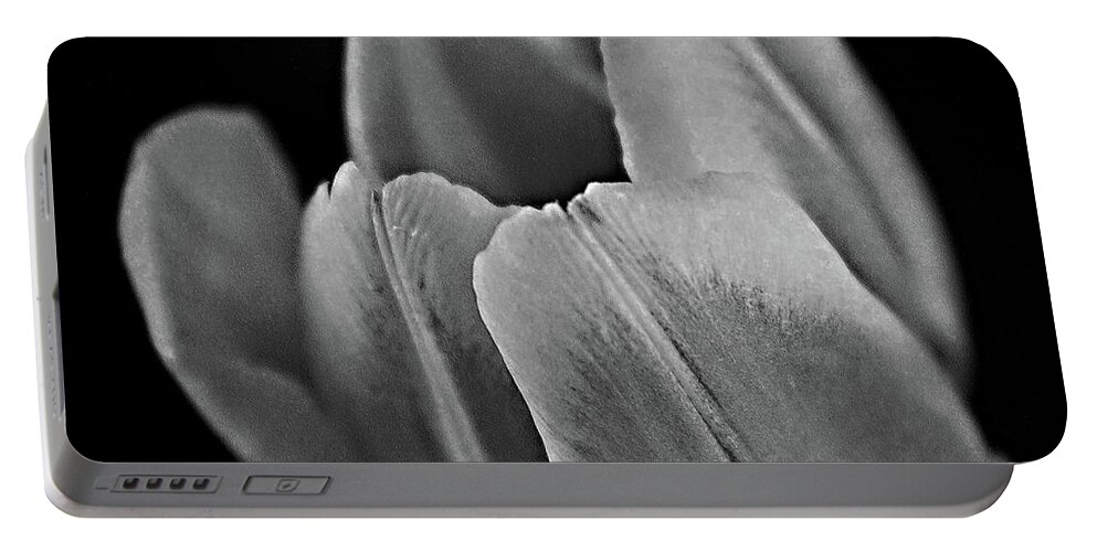 Tulip Portable Battery Charger featuring the photograph The Opening in Black and White by Sherry Hallemeier