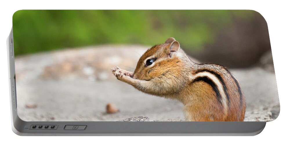 Chipmunk Prayer Praying Religious Rodent Cute Funny Outside Outdoors Nature Wildlife Wild Life Ma Mass Massachusetts Brian Hale Brianhalephoto Critter Furry Fuzzy Close Up Closeup Close-up Portable Battery Charger featuring the photograph The Praying Chipmunk by Brian Hale
