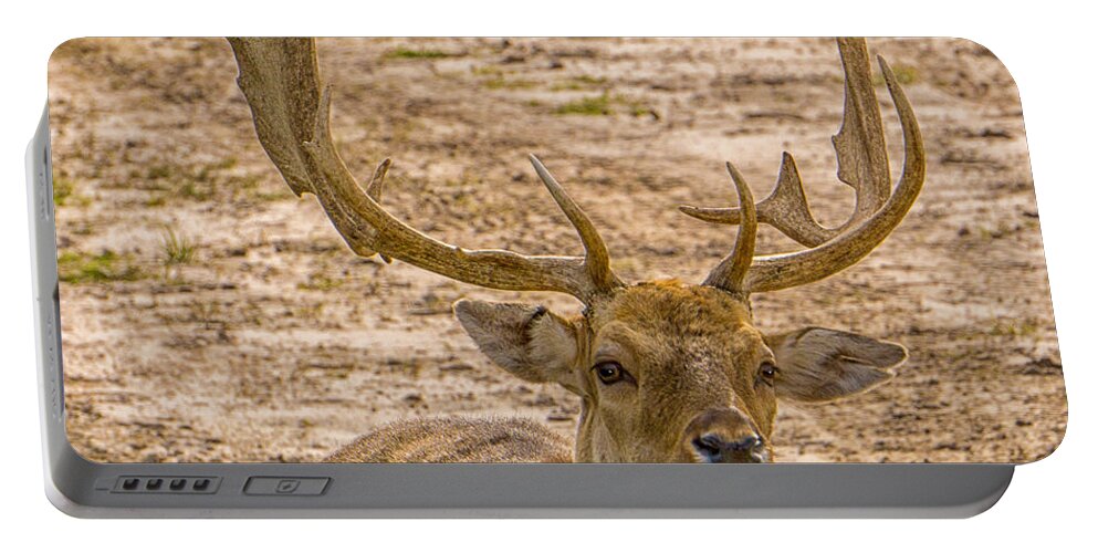 Deer Portable Battery Charger featuring the photograph The Rack by Dennis Dugan