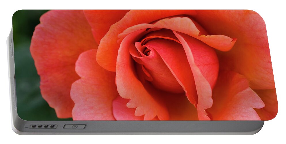 Flowers Portable Battery Charger featuring the photograph The Rose by Steven Clark