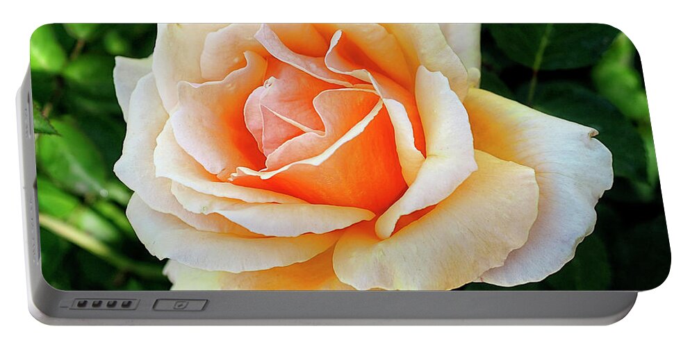 Rebecca Dru Portable Battery Charger featuring the photograph THE ROSE of BLOSSOMING LOVE by Rebecca Dru