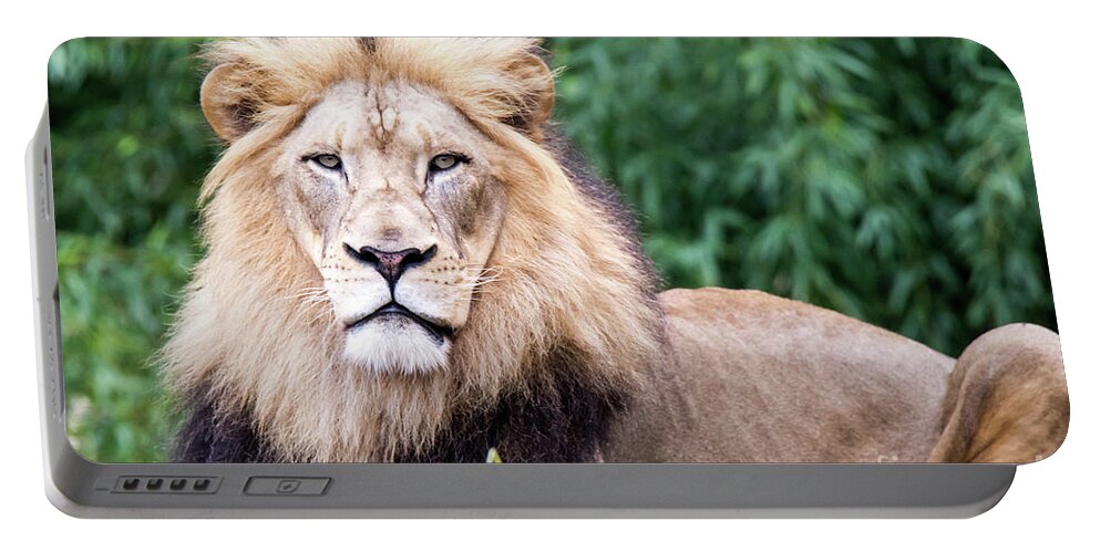 Male Lion Portable Battery Charger featuring the photograph The Stare Down by Ed Taylor