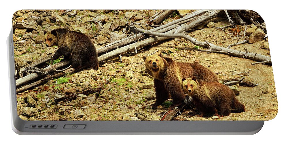 Grizzly Bear. Bears Portable Battery Charger featuring the photograph The Three Bears by Greg Norrell