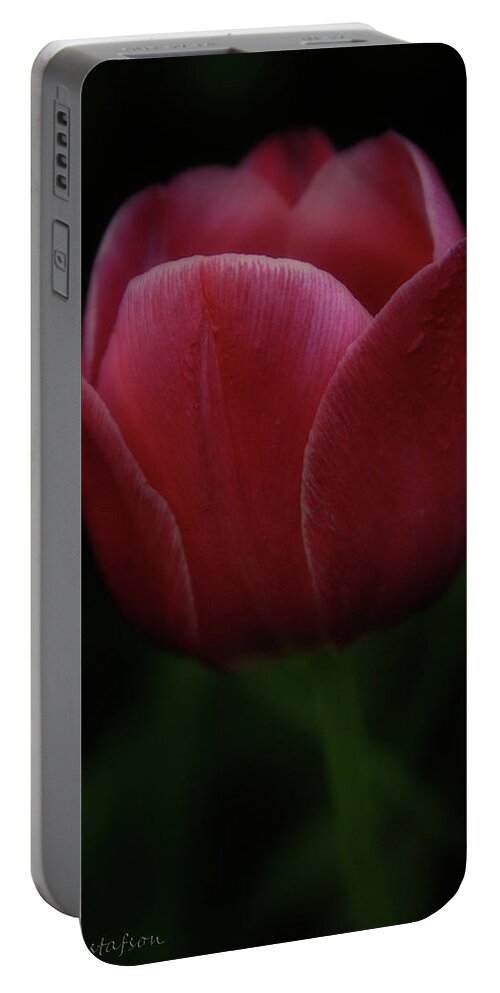 Tulip Portable Battery Charger featuring the photograph The Wild Tulip by Brian Gustafson