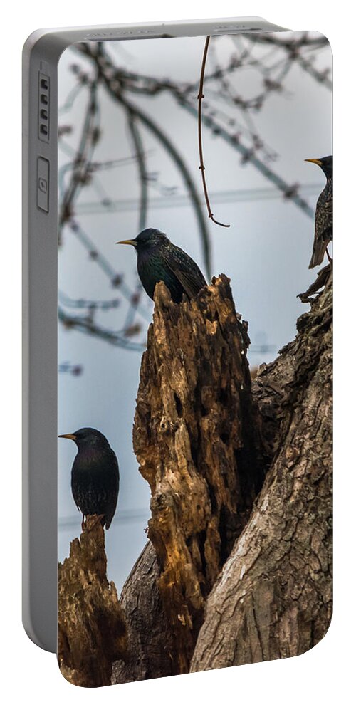 European Starlings Portable Battery Charger featuring the photograph These Three Starlings by Holden The Moment