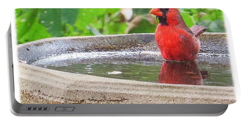 Instanaturelover Portable Battery Charger featuring the photograph This #cardinal Has The Right Idea by Austin Tuxedo Cat