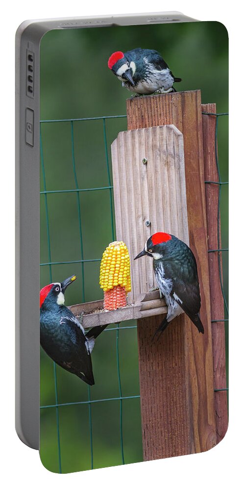 Mark Miller Photos Portable Battery Charger featuring the photograph Three Backyard Woodpeckers by Mark Miller