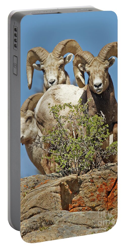 Bighorn Sheep Portable Battery Charger featuring the photograph Three Big Boy Colorado Rams by Natural Focal Point Photography