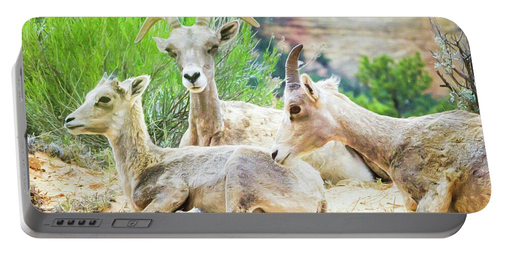 Sheep Portable Battery Charger featuring the photograph Three Big Horn Sheep by Natalie Rotman Cote