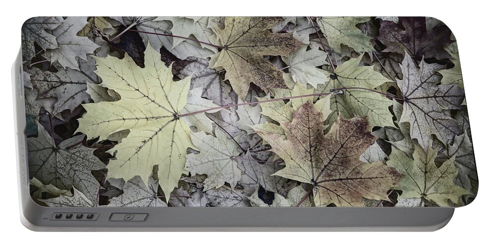 Leaves Portable Battery Charger featuring the photograph Three Leaves by John Meader