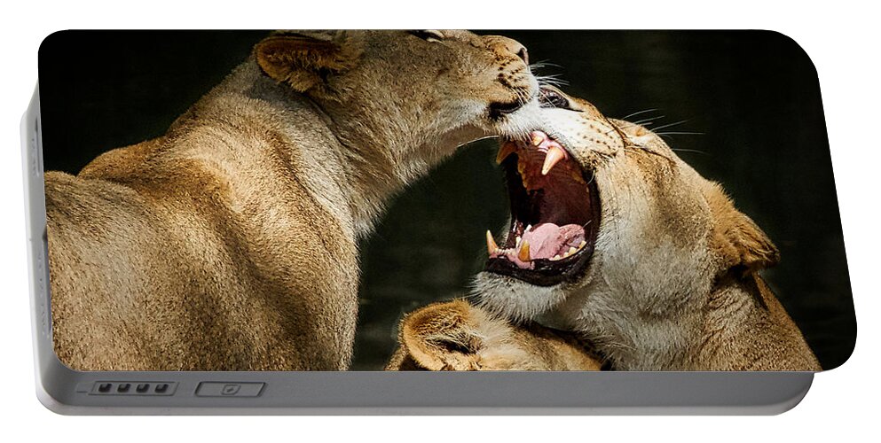 Lion Portable Battery Charger featuring the photograph Three Lions Playing by Stuart Litoff