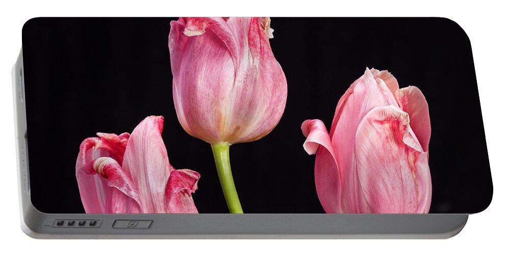 Tulips Portable Battery Charger featuring the photograph Three Pink Tulips On Black by James BO Insogna