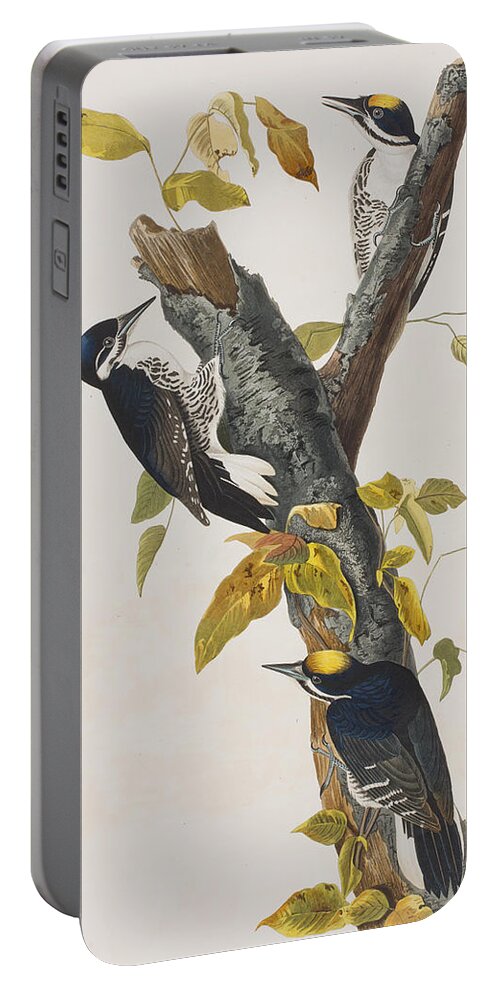 Woodpecker Portable Battery Charger featuring the painting Three Toed Woodpecker by John James Audubon