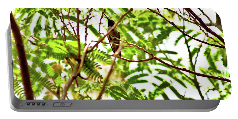 Humming Bird Portable Battery Charger featuring the photograph Through The Trees by Matthew Battisti